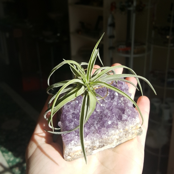 Lovely Amethyst Raw Crystal Decor with Airplant - Picture 1 of 5